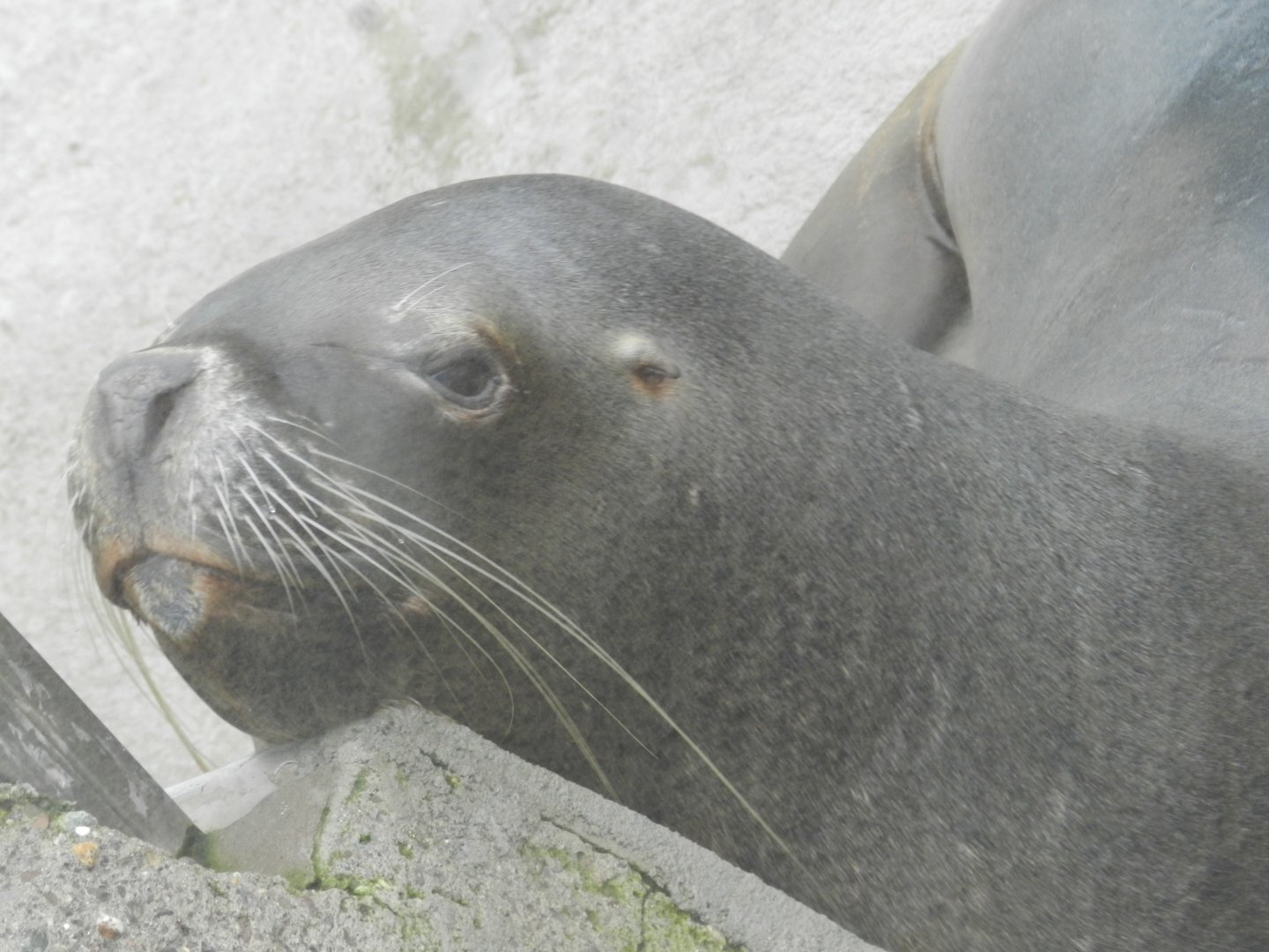 South american sea lion- Santiago zoo (Zoologico nacional)