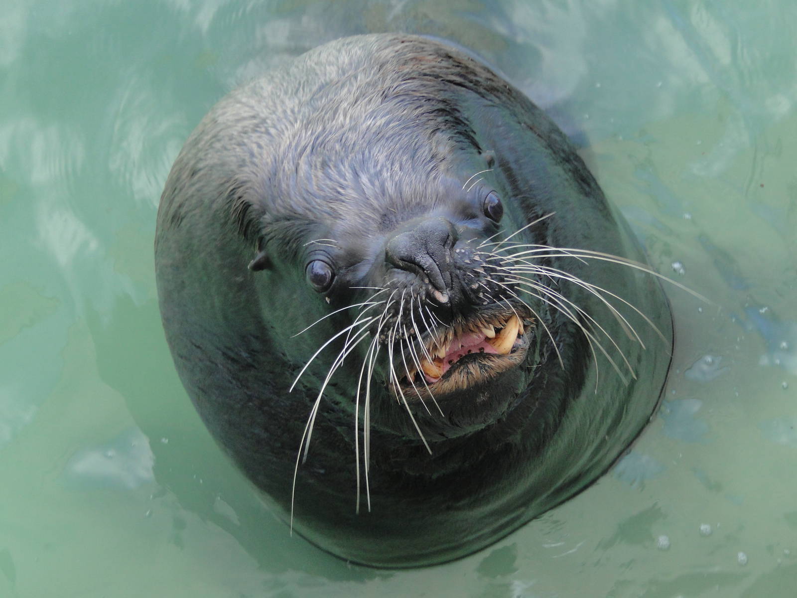 South American sea lion