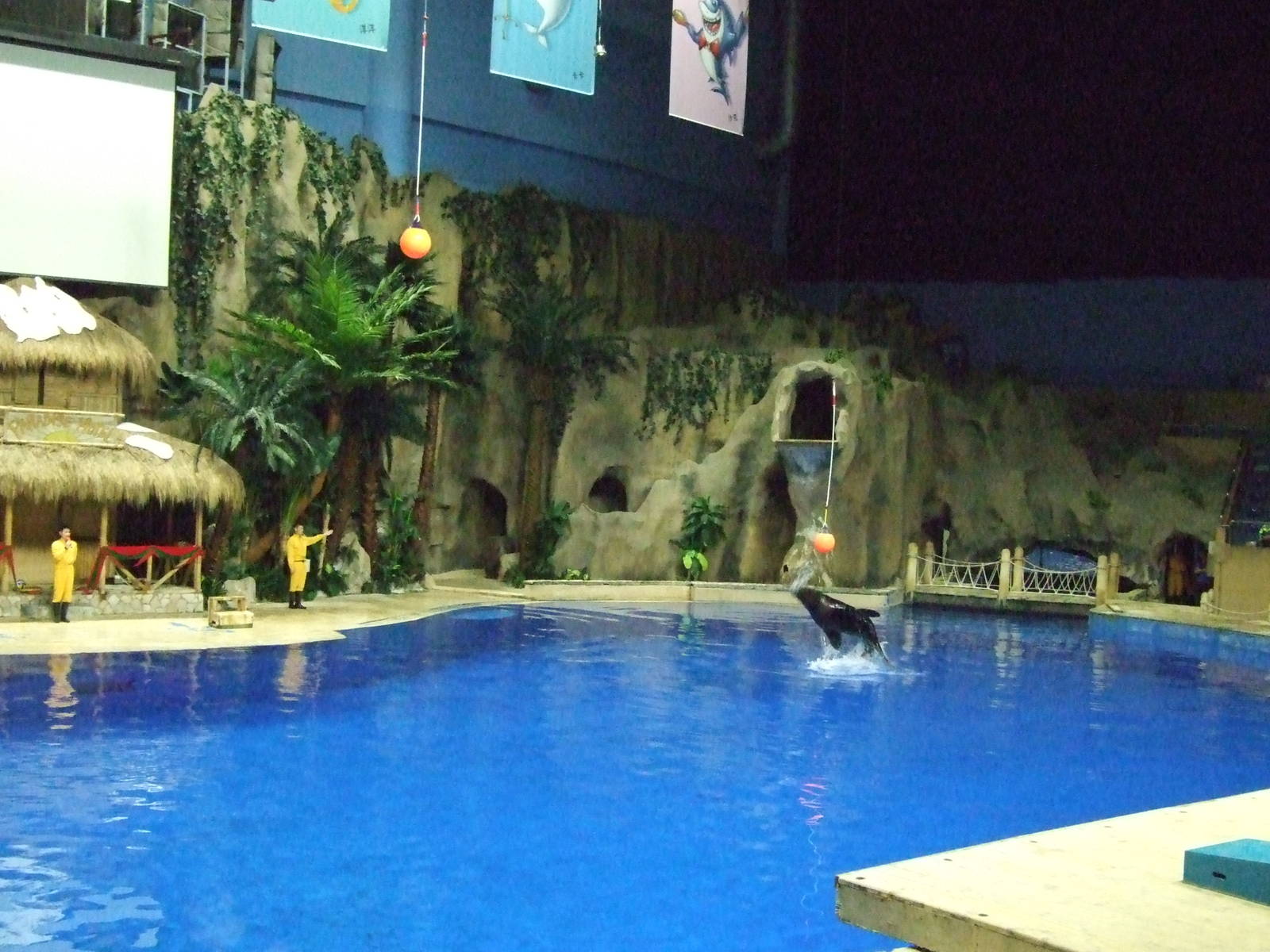 South American sea lion