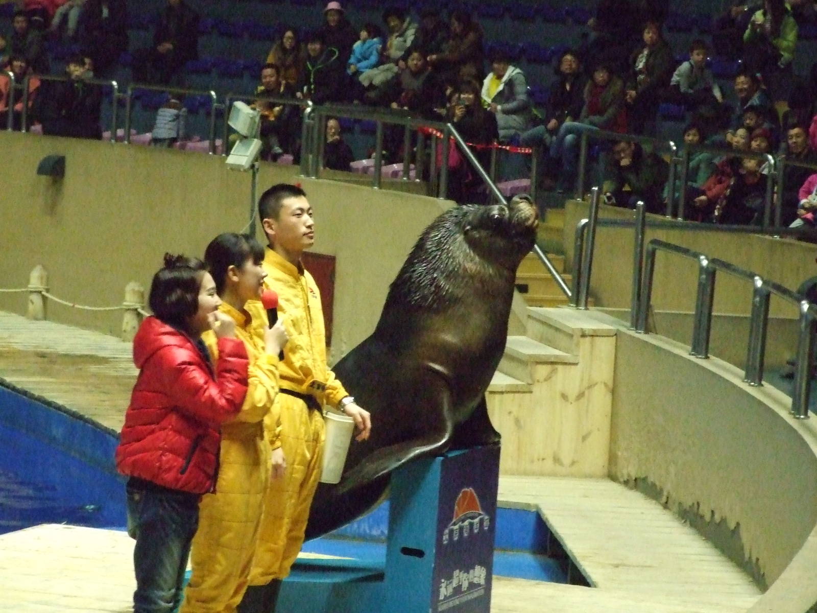 South American sea lion