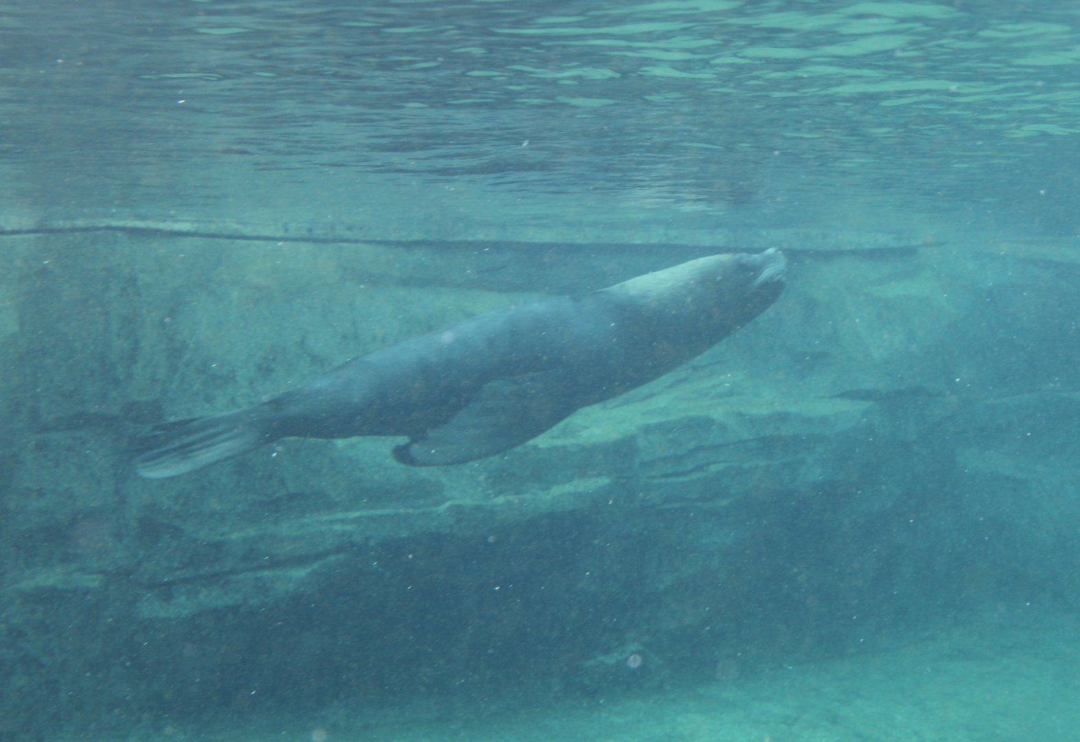 South American sea-lion