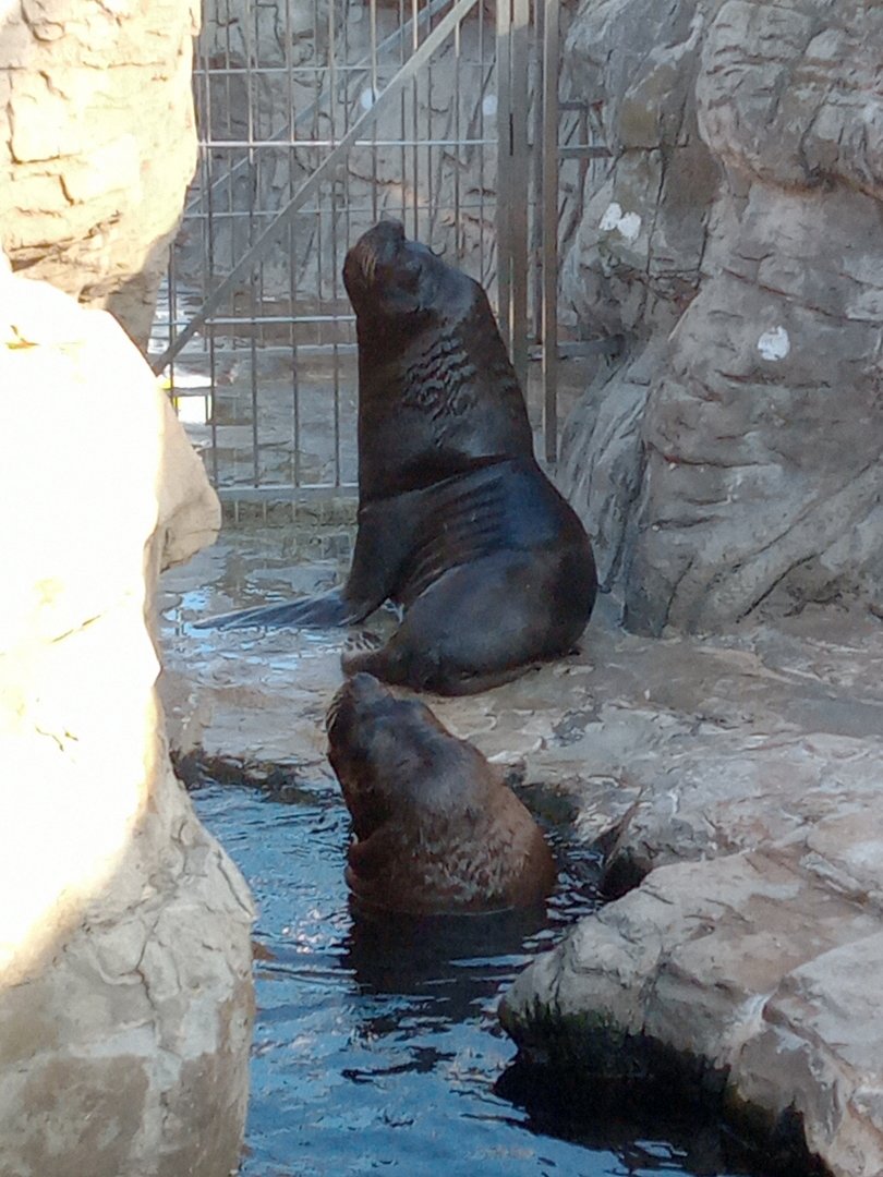 South American sea lion