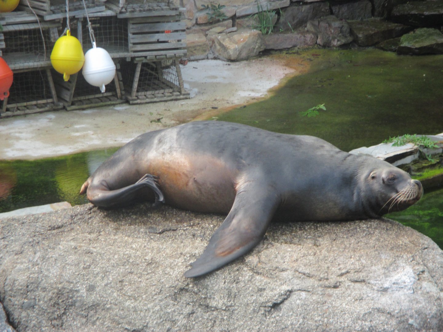 South American sea lion