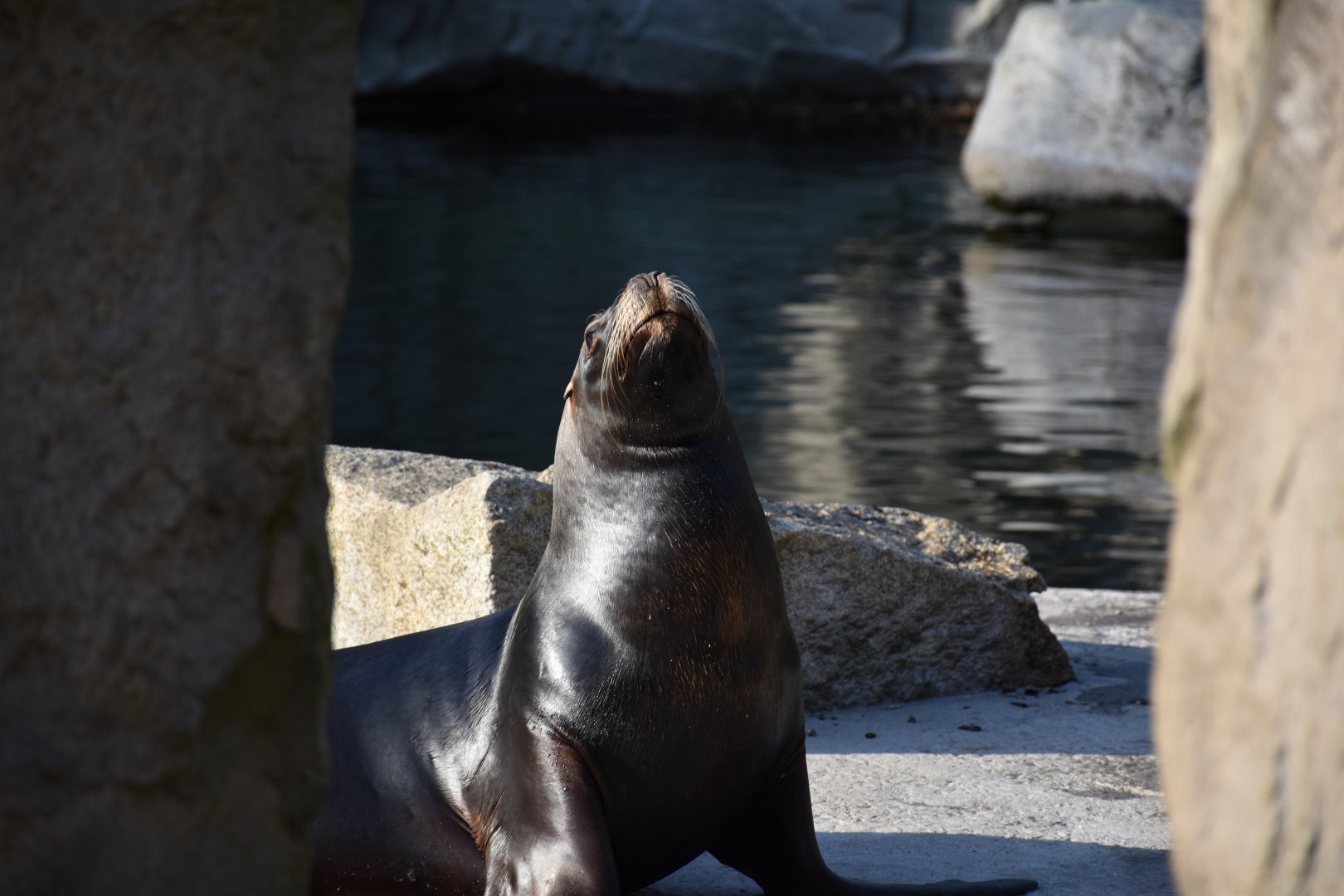 South American sea lion