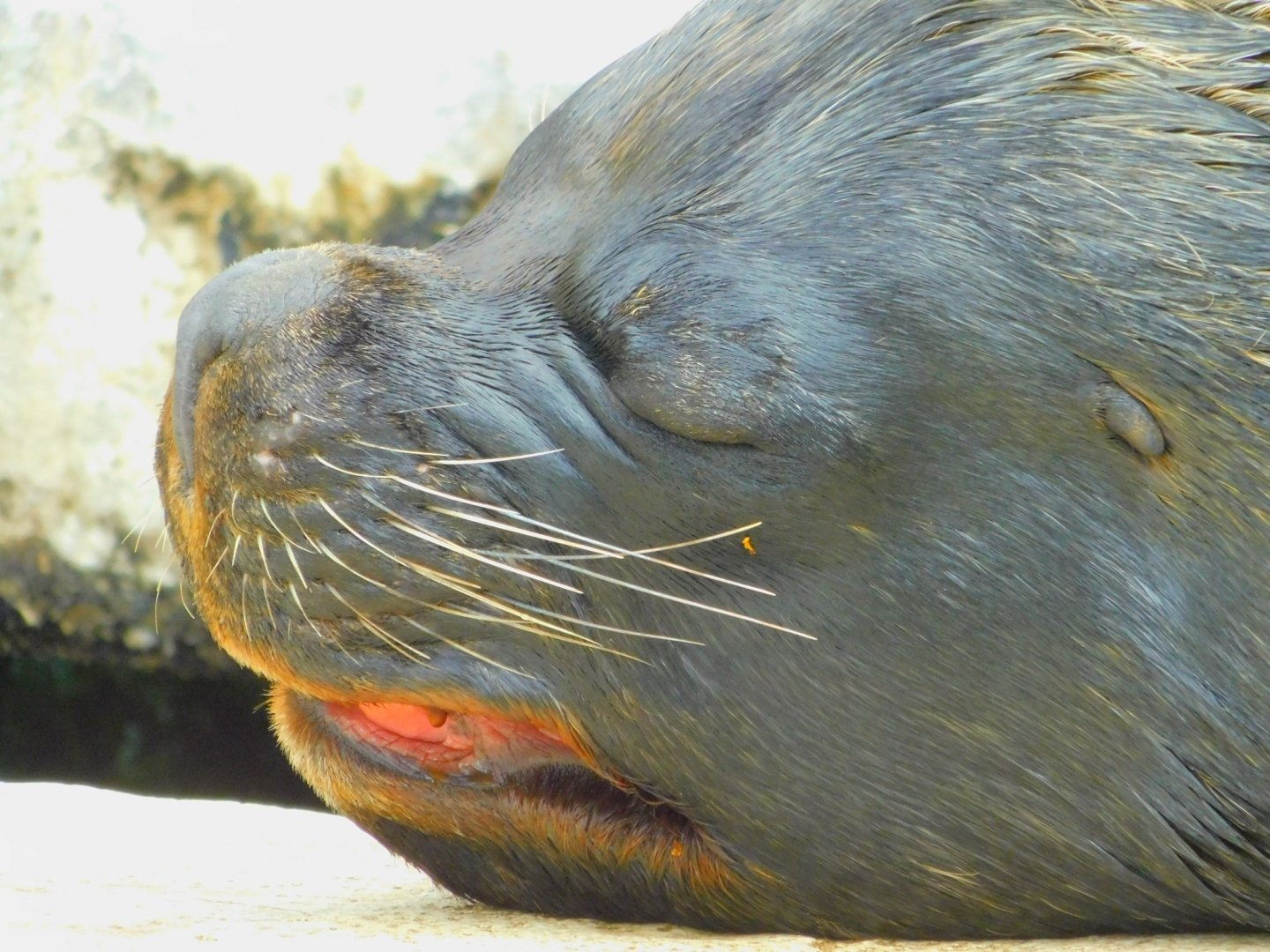 South American sea lion