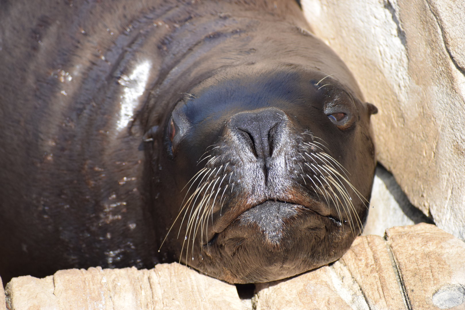 South American sea lion