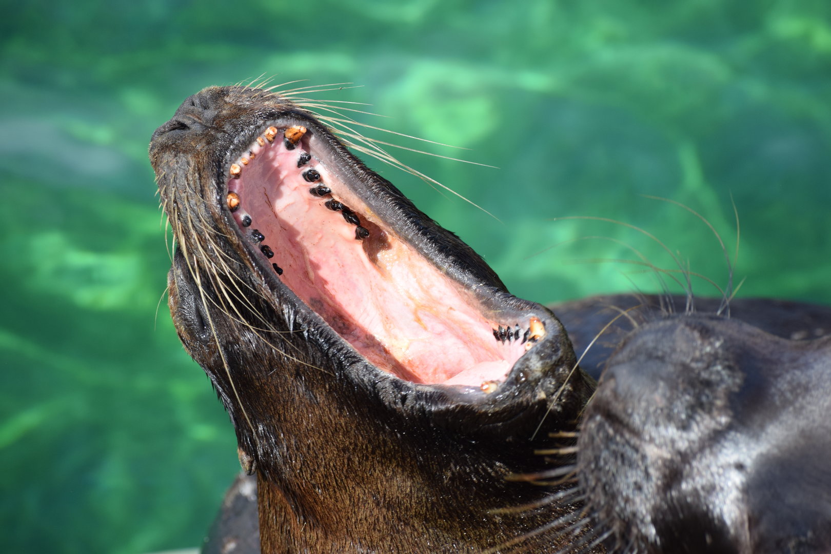 South American sea lion