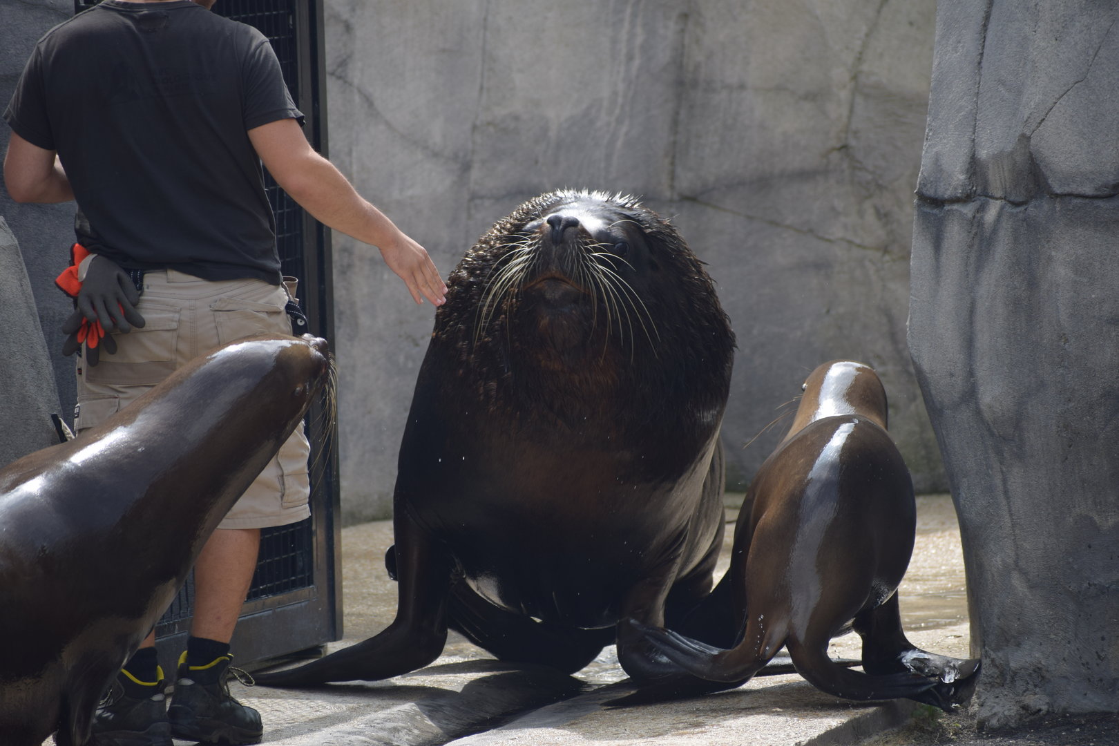 South American sea lion