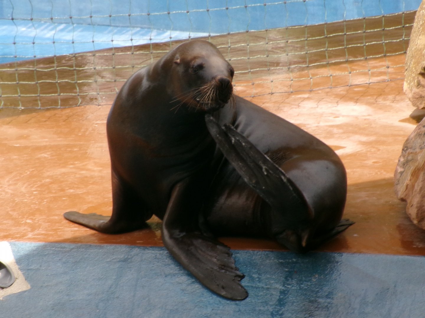 South American sea lion