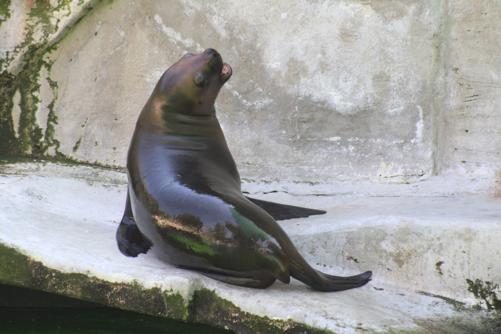 South American Sea Lion