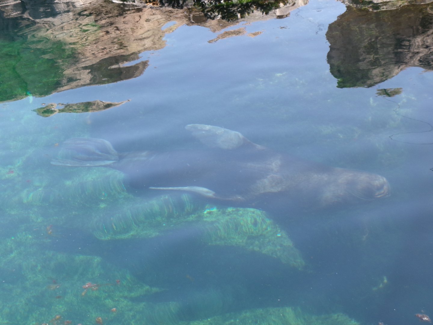 South American sea lion