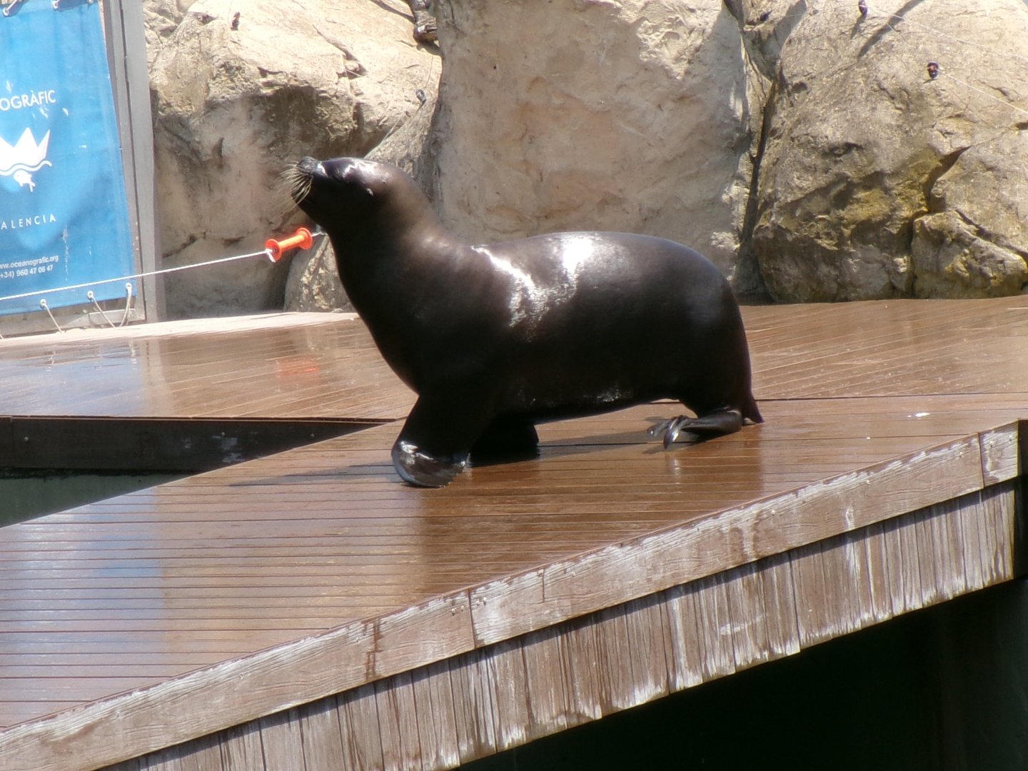 South American sea lion