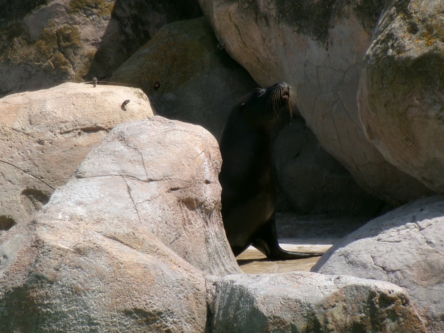 South American sea lion