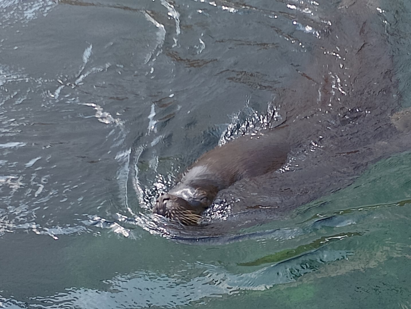 South American sea lion