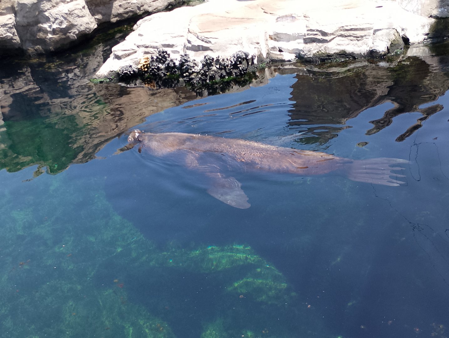 South American sea lion