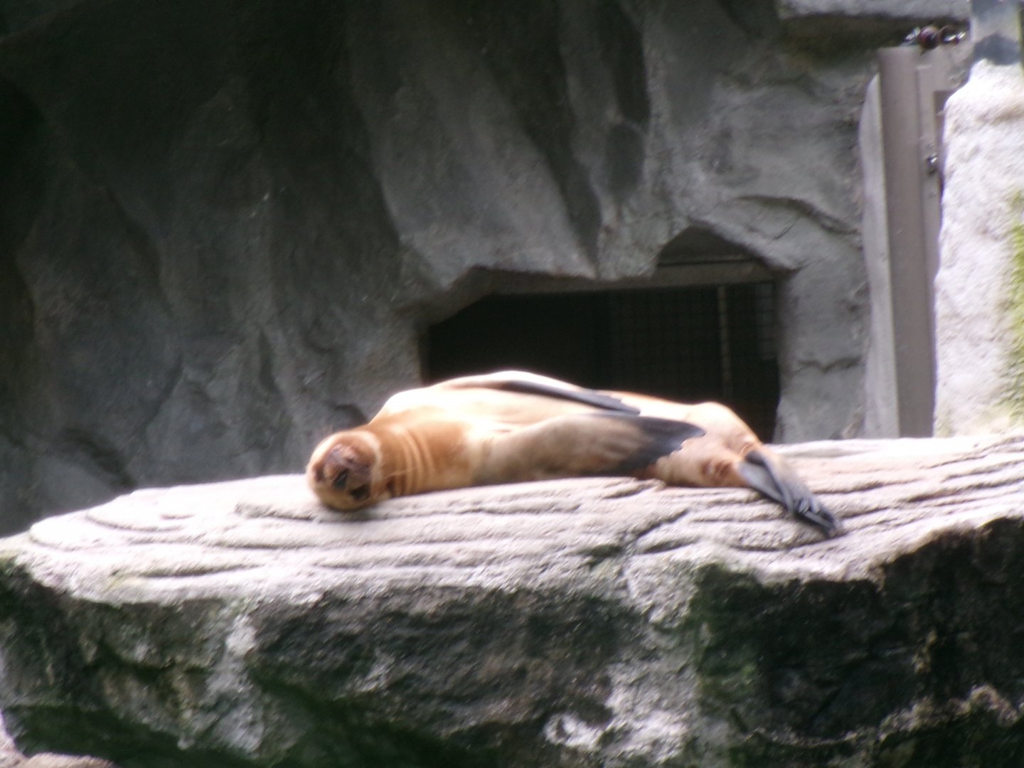 South American sea lion