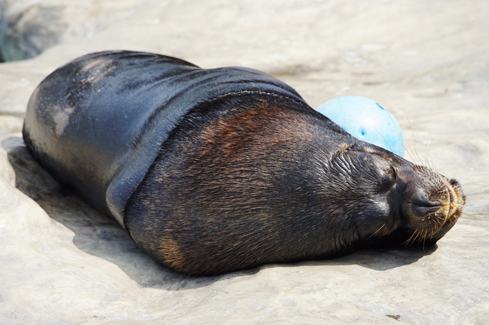 South American Sea Lion