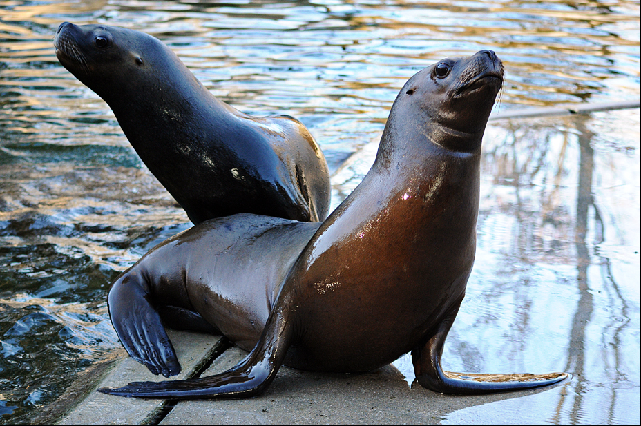 South American sea lions at Hellabrunn