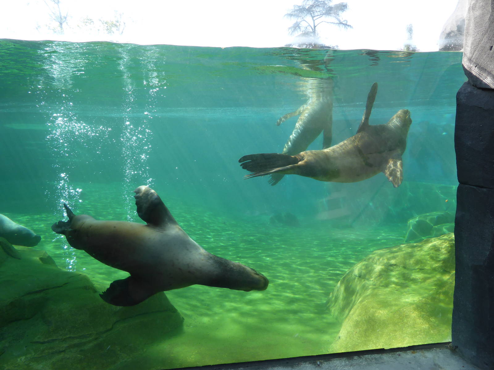 South American sea lions