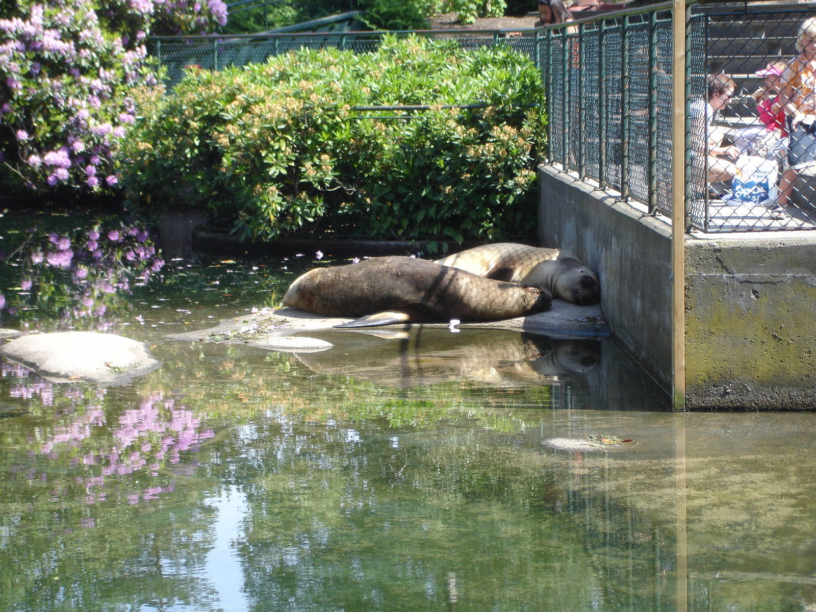 South American Sea Lions