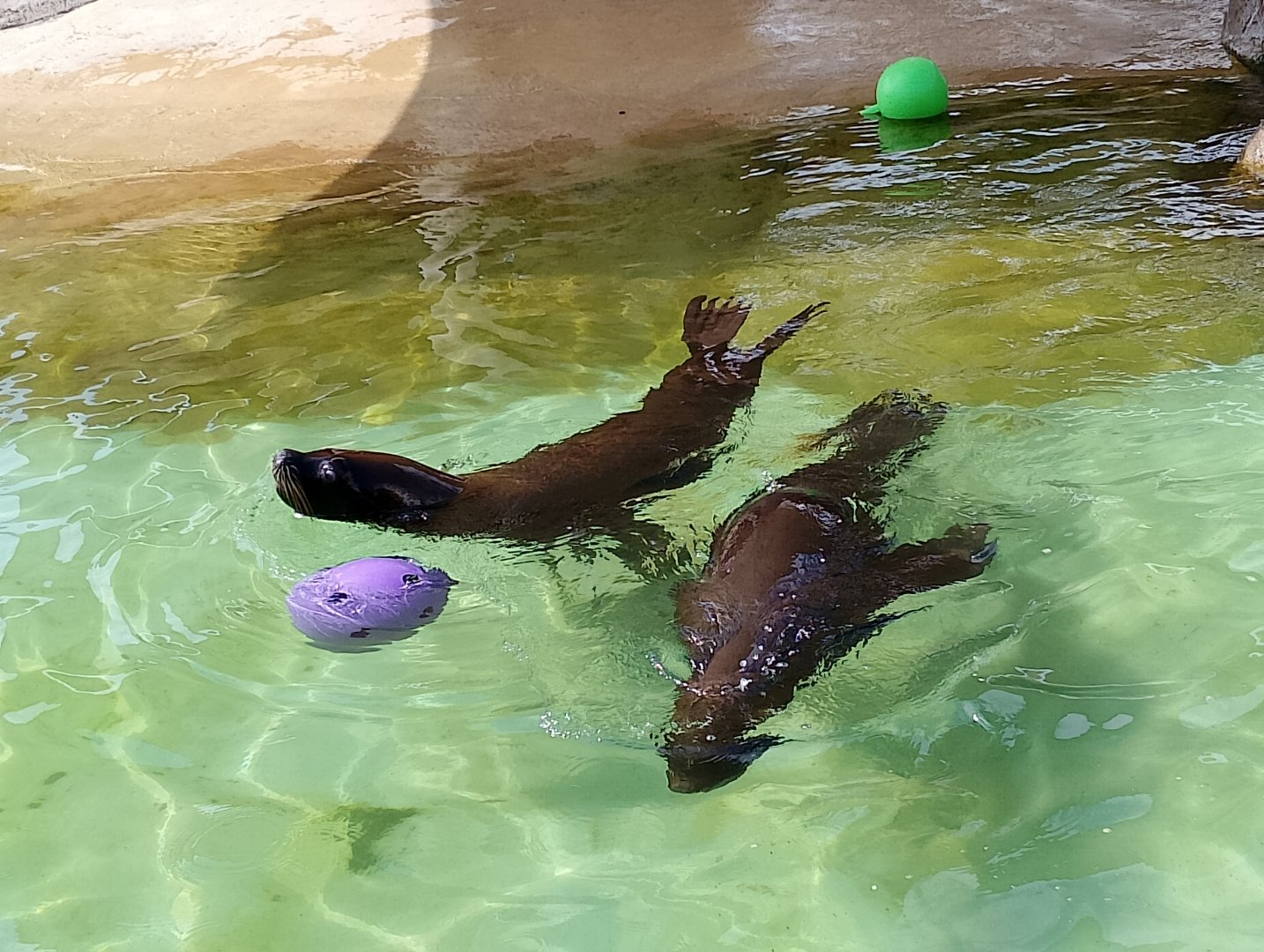South American sea lions