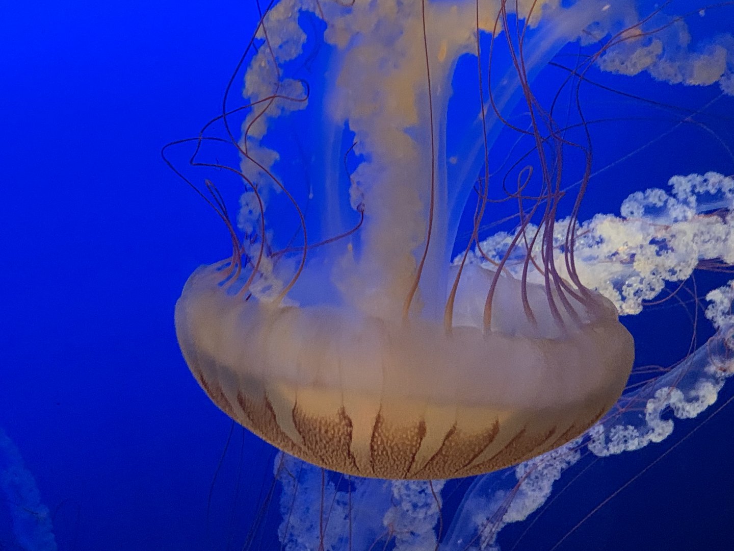 South American Sea Nettle (Chrysaora plocamia)