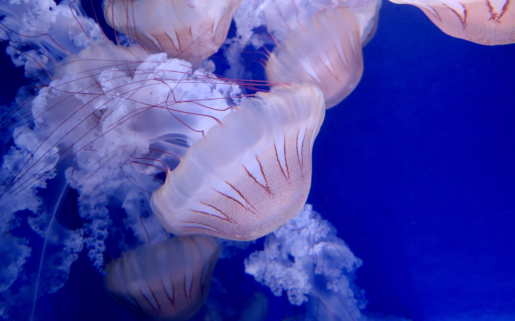 South American Sea Nettle (Chrysaora plocamia)