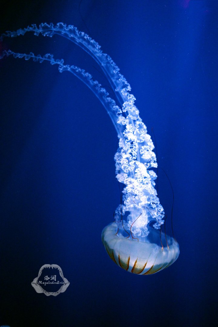 South American sea nettle (Chrysaora plocamia)