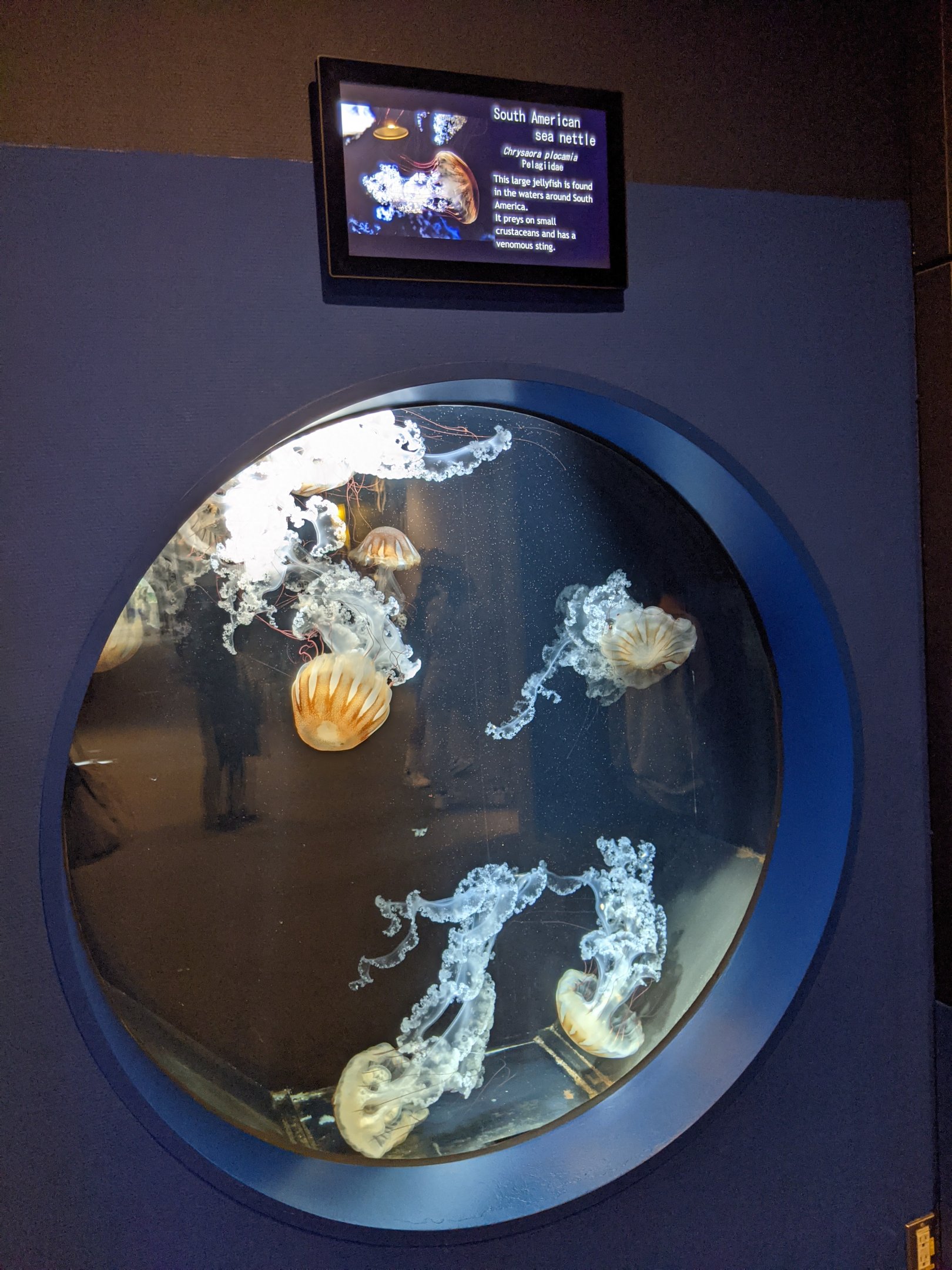 South American Sea Nettle Jellyfish (Chrysaora plocamia)