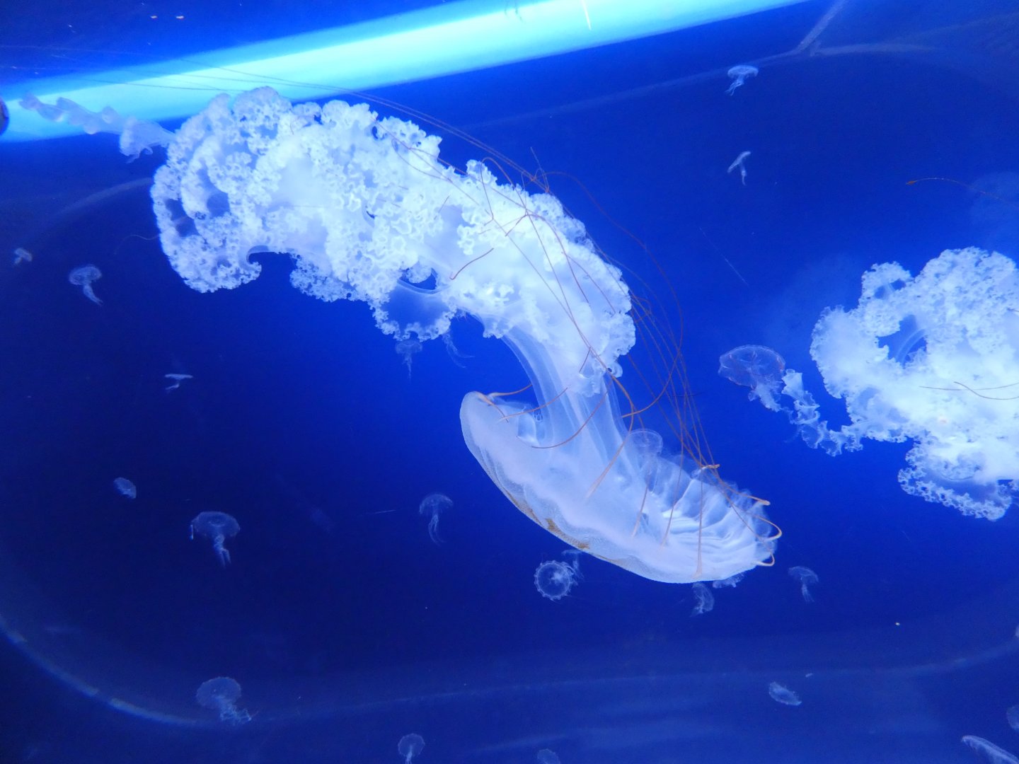 South American sea nettle - Svět Medúz