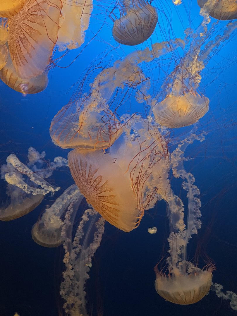 South American Sea Nettle