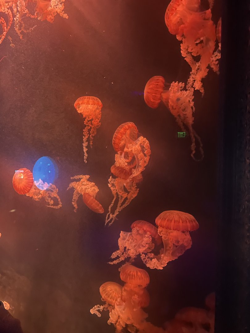 South American Sea Nettle