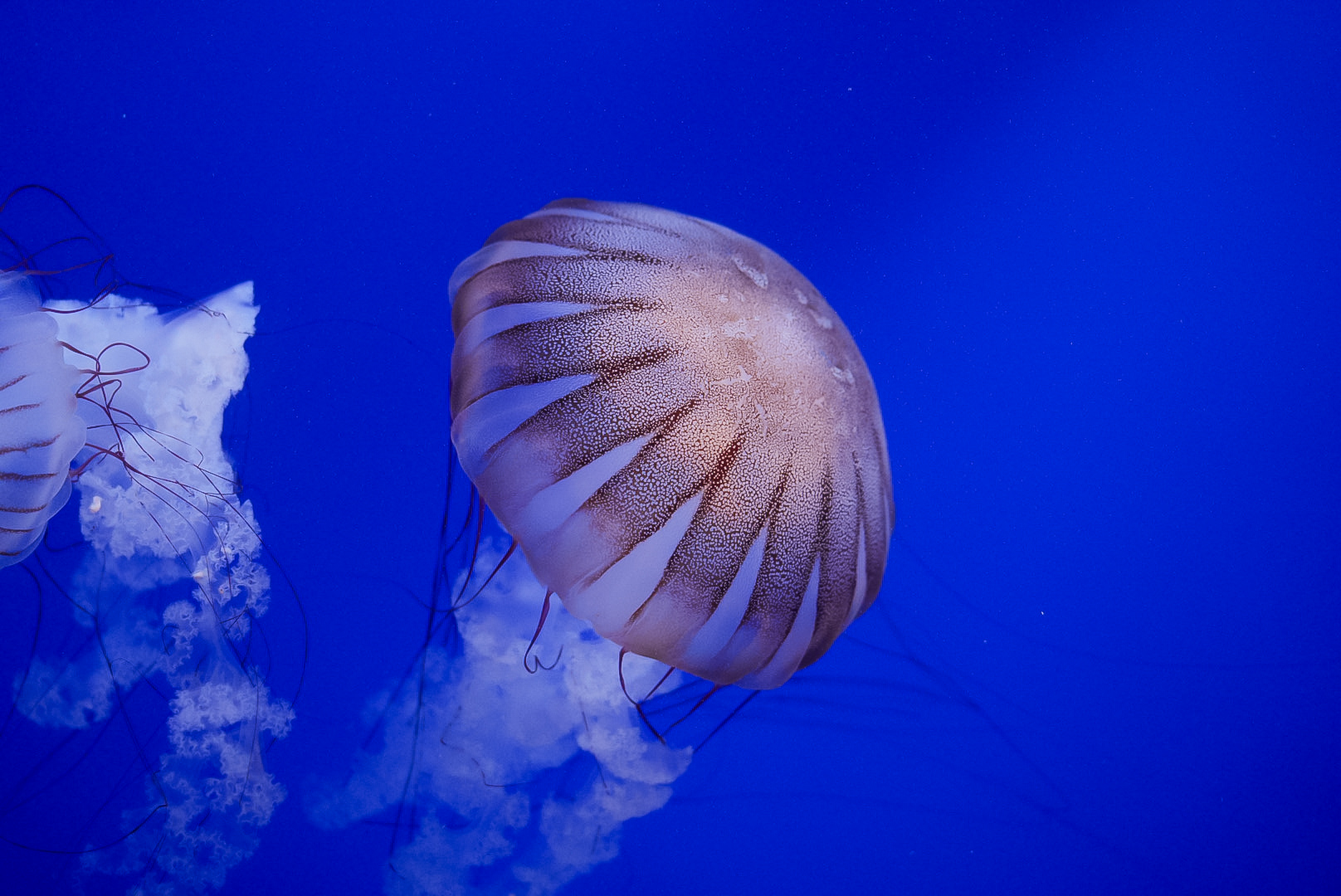 South American Sea Nettle