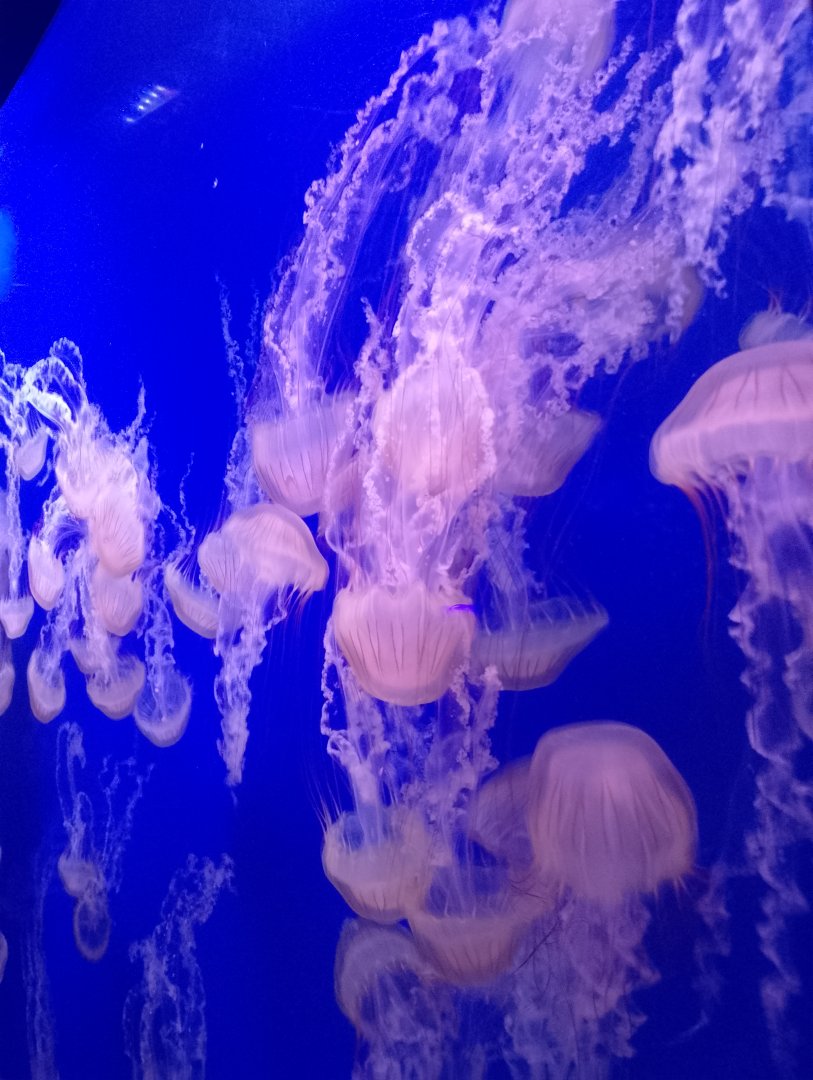 South American sea nettle