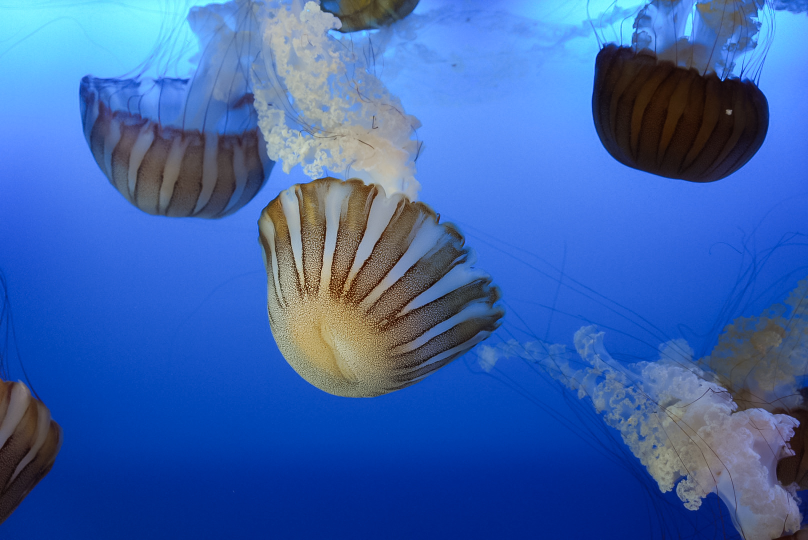 South American Sea Nettles