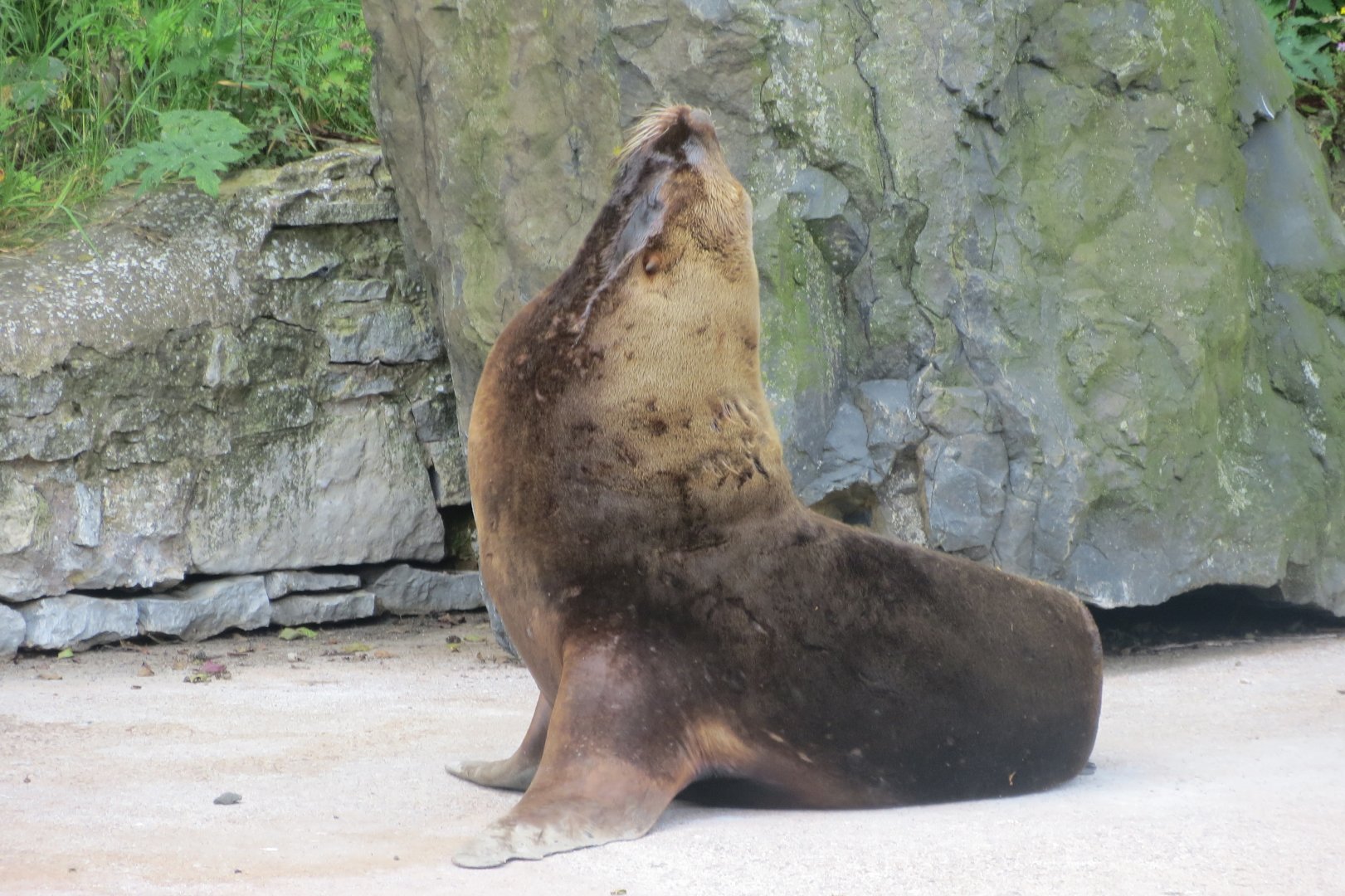 South American sealion 230619
