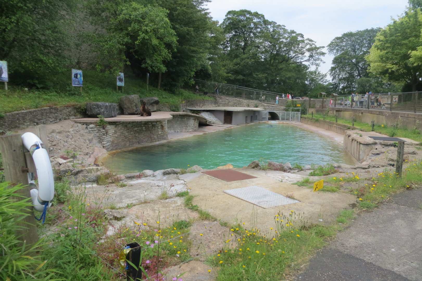 South American sealion enclosure 230619