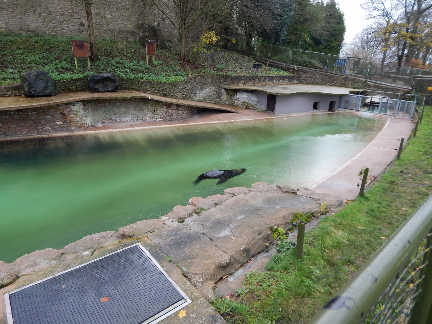 South American sealion exhibit 241122