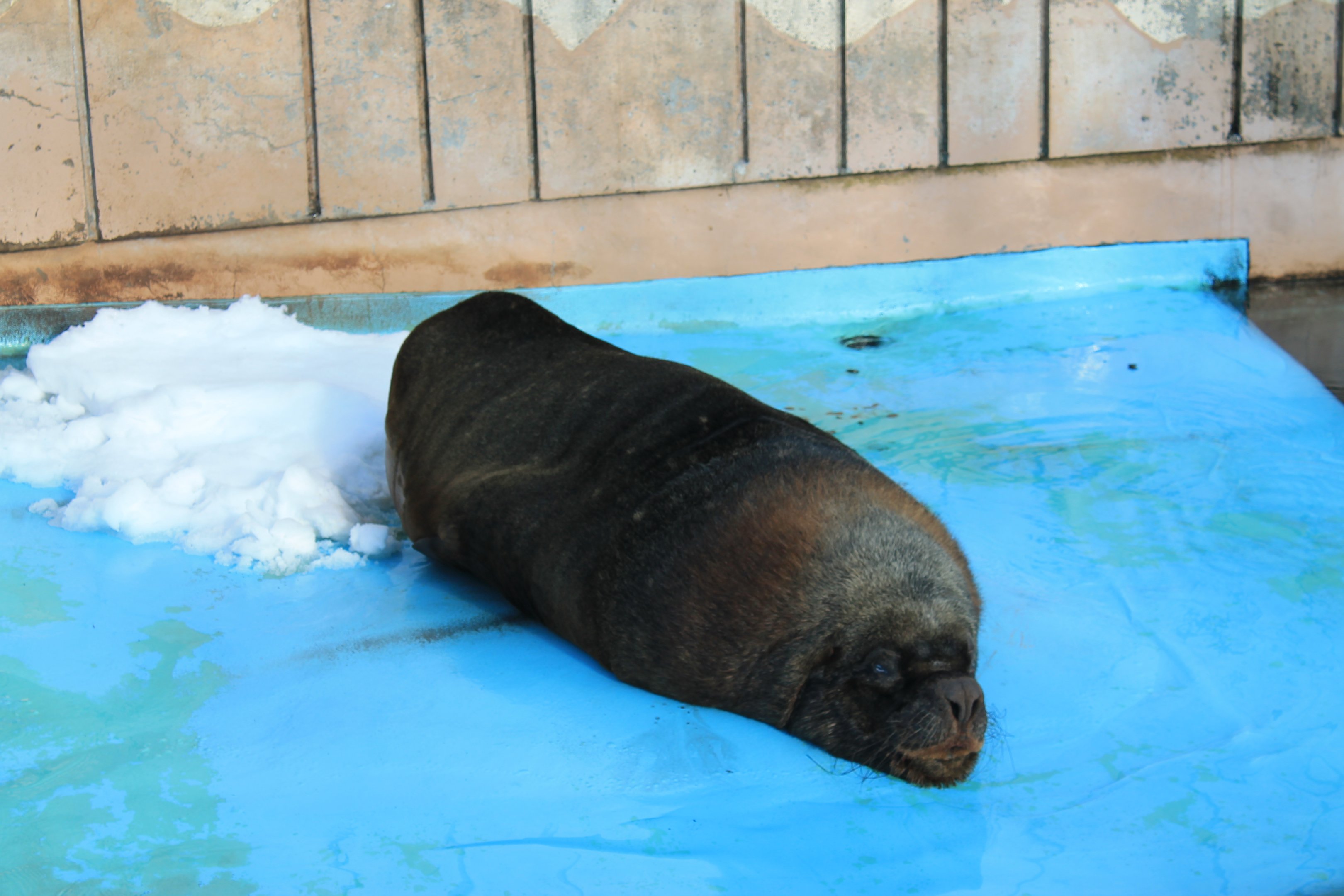 South American Sealion (Otaria byronia), Kushiro Zoo