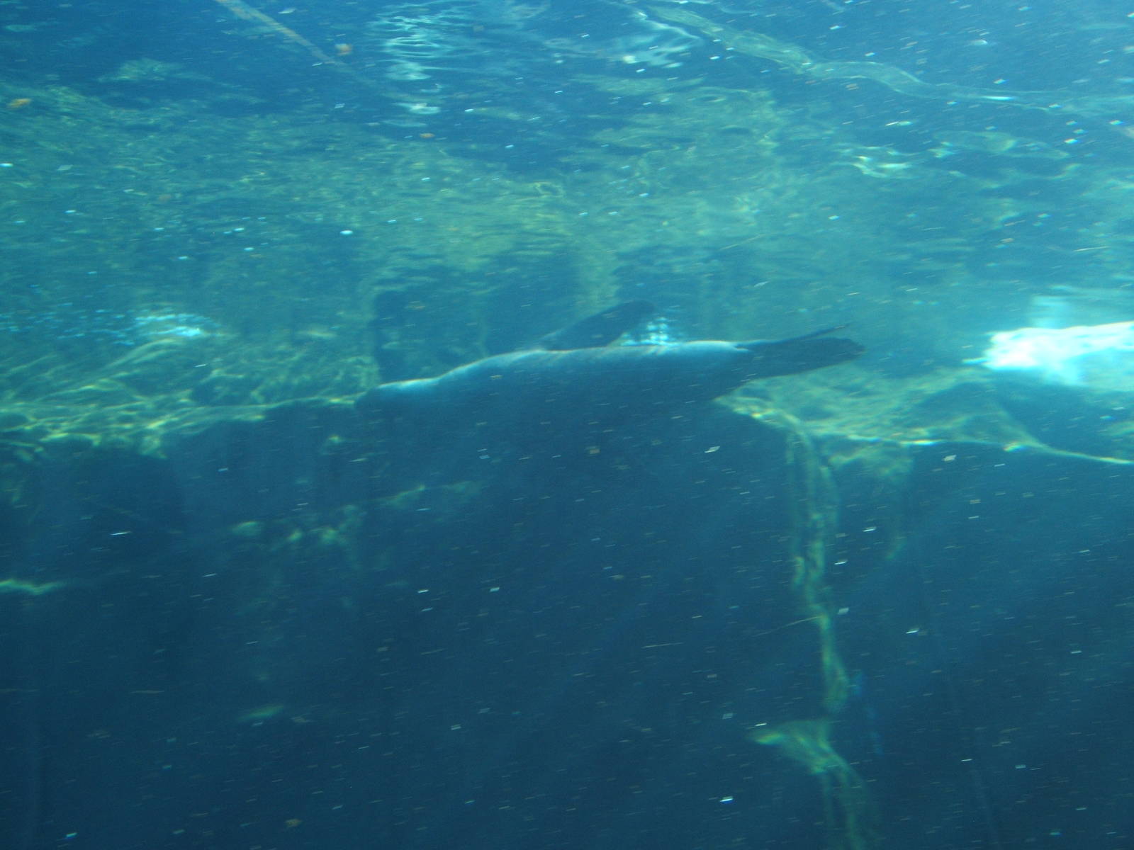 South American Sealion under water