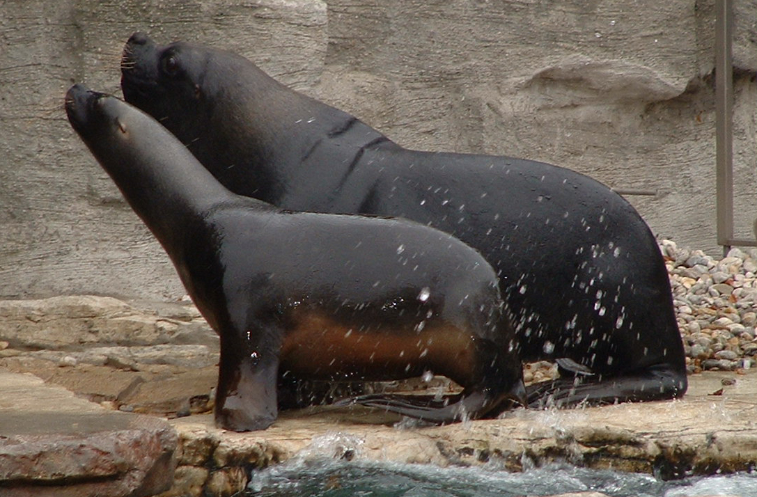 South American Sealion - Vienna 2006