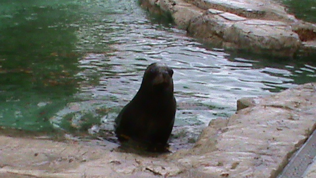 South American Sealion