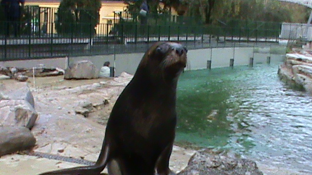 South American Sealion