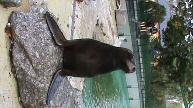South American Sealion