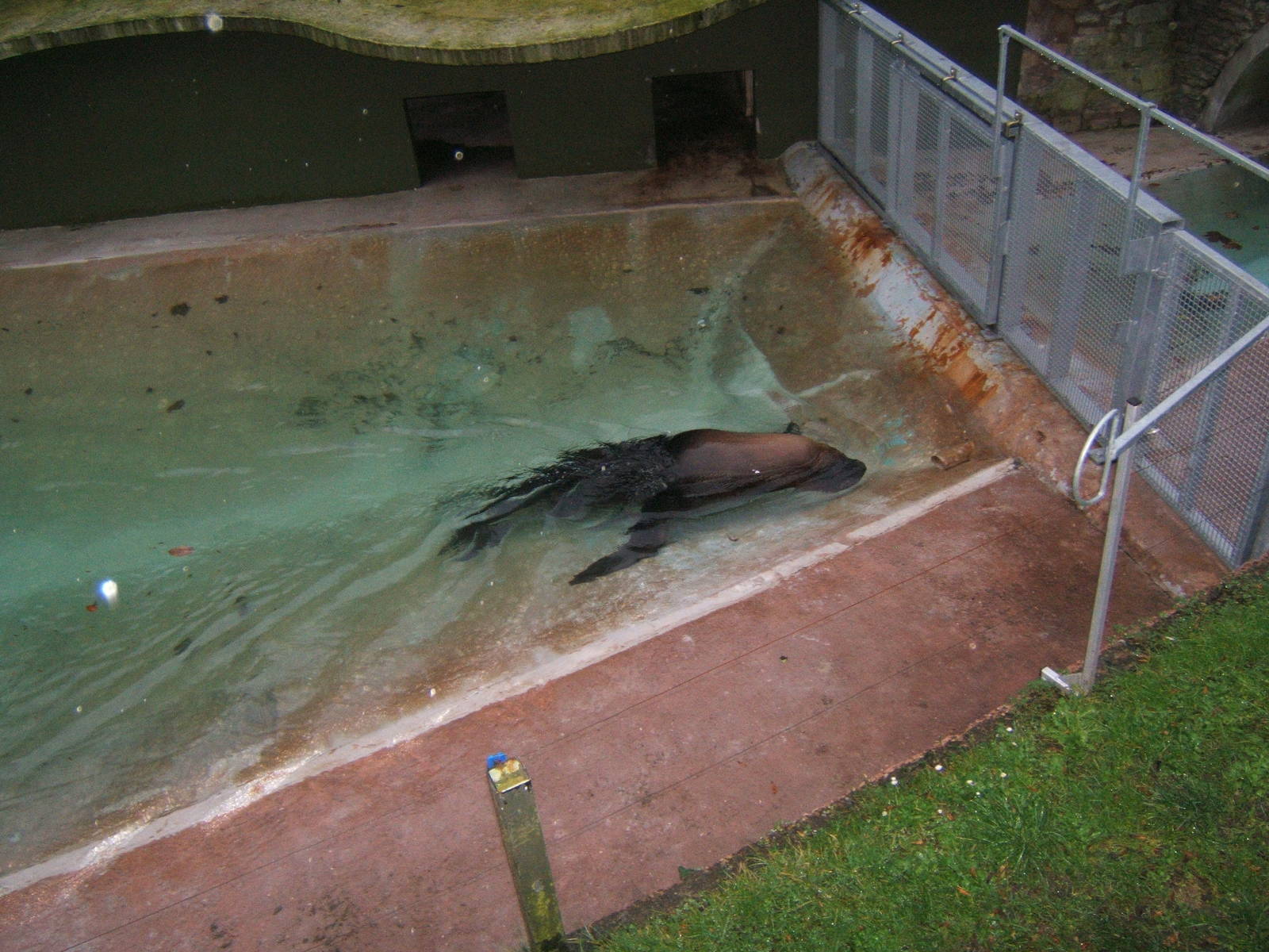South American Sealion