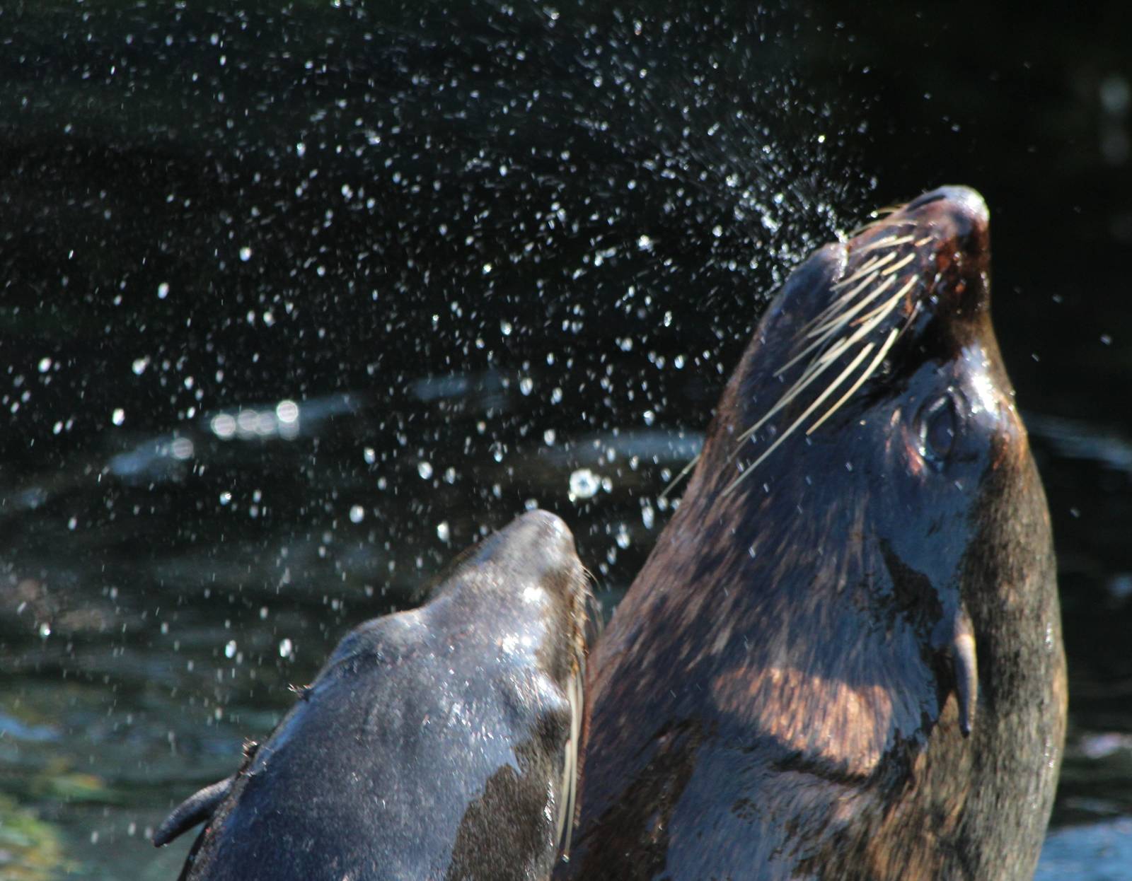 South American Sealions at play