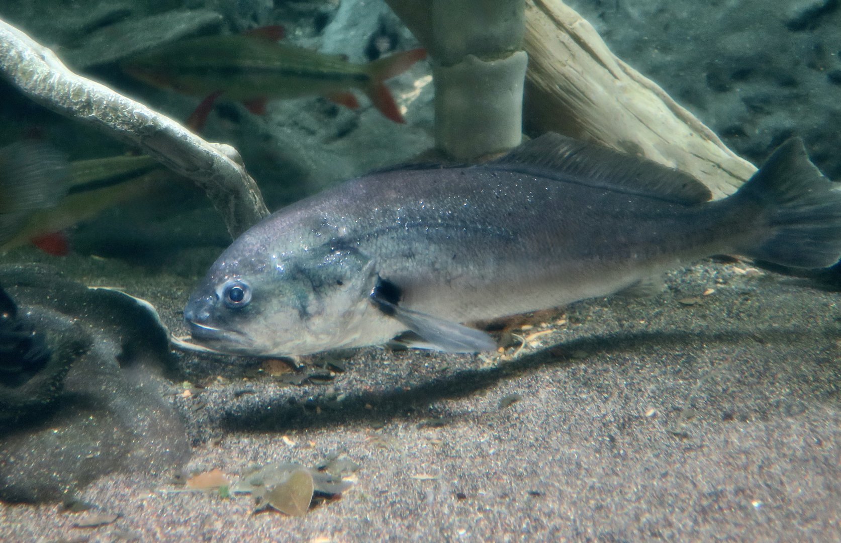 South American Silver Croaker (Plagioscion squamosissimus)
