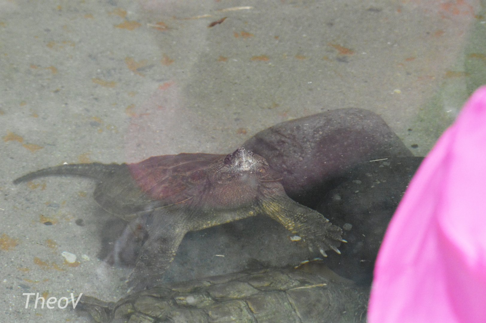 South American snapping turtle [2019]