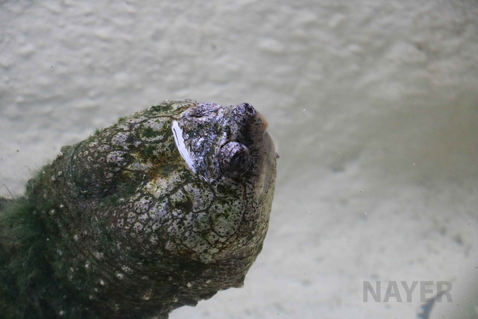 South American snapping turtle, May 2016