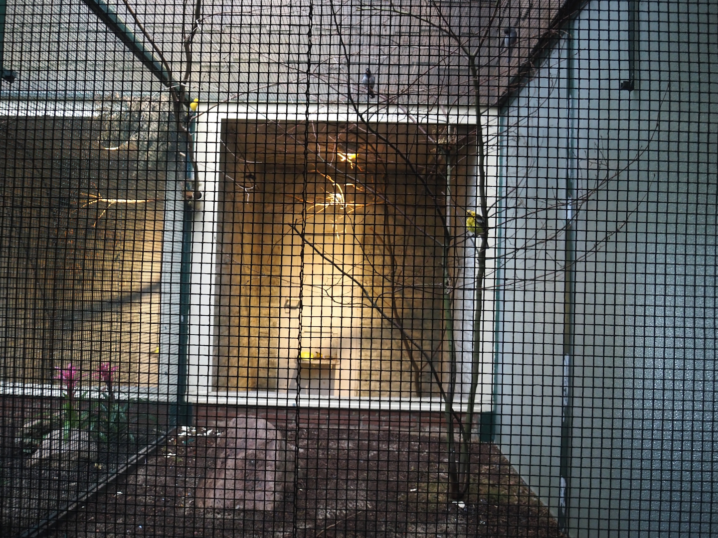 South American songbird and Socorro dove aviary, 2024-05-22